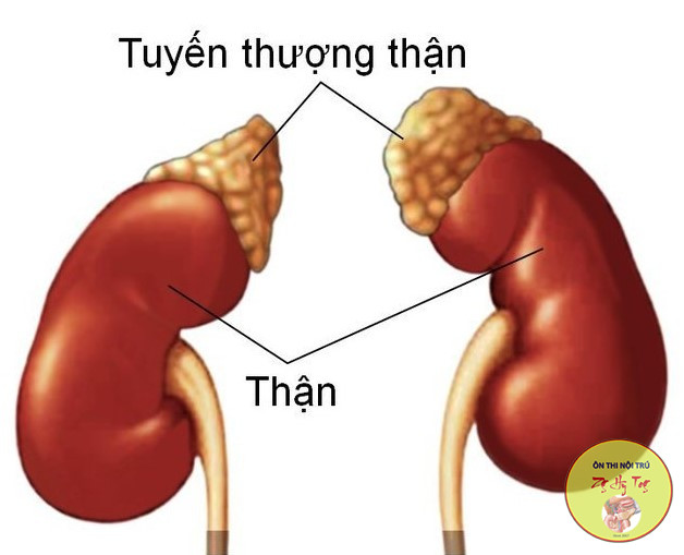 NỘI
